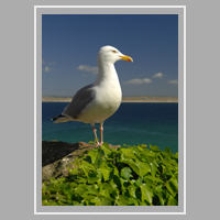 seagull