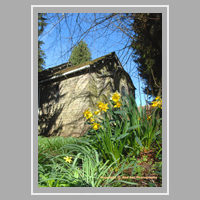 Norman Chapel Prestbury and daffodils
